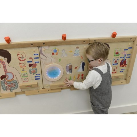 MASTERKIDZ Tablica Edukacyjna Cykl Życia Człowieka Montessori MASTERKIDZ Tablica Edukacyjna Cykl Życia Człowieka Montessori