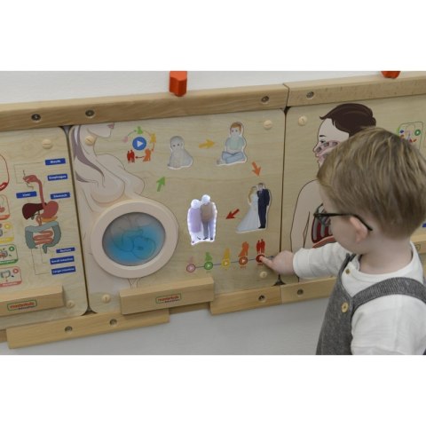 MASTERKIDZ Tablica Edukacyjna Cykl Życia Człowieka Montessori MASTERKIDZ Tablica Edukacyjna Cykl Życia Człowieka Montessori