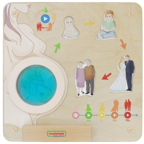 MASTERKIDZ Tablica Edukacyjna Cykl Życia Człowieka Montessori MASTERKIDZ Tablica Edukacyjna Cykl Życia Człowieka Montessori